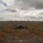 Siberi katku levikule Jamalil pandi piir