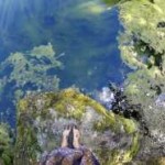 Hiite fotovõistluse võitis muinasjutuline kuva Vormsi Suurallikast