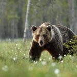 Karu murdis Komimaal maha rahvuspargi põdralehmad