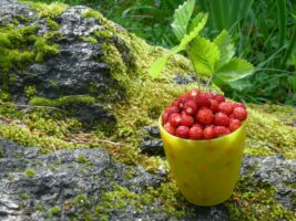 metsmaasikad, sammal, kivi, suvi